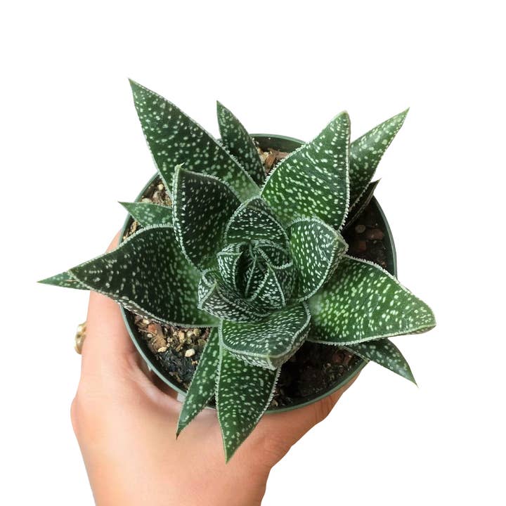 Best Plant Friend - Wholesale Succulent - Gasteria Flow Spike Aloe 2in/4in - Unique Shaped Succulent6