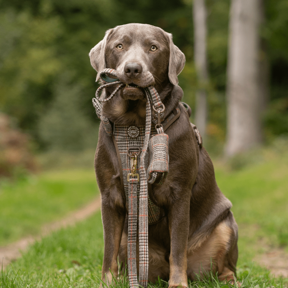 Bailey and Coco – wholesale Pet leash – Dog – Dog Lead 5ft - Colour Drops - Heritage Plaid1