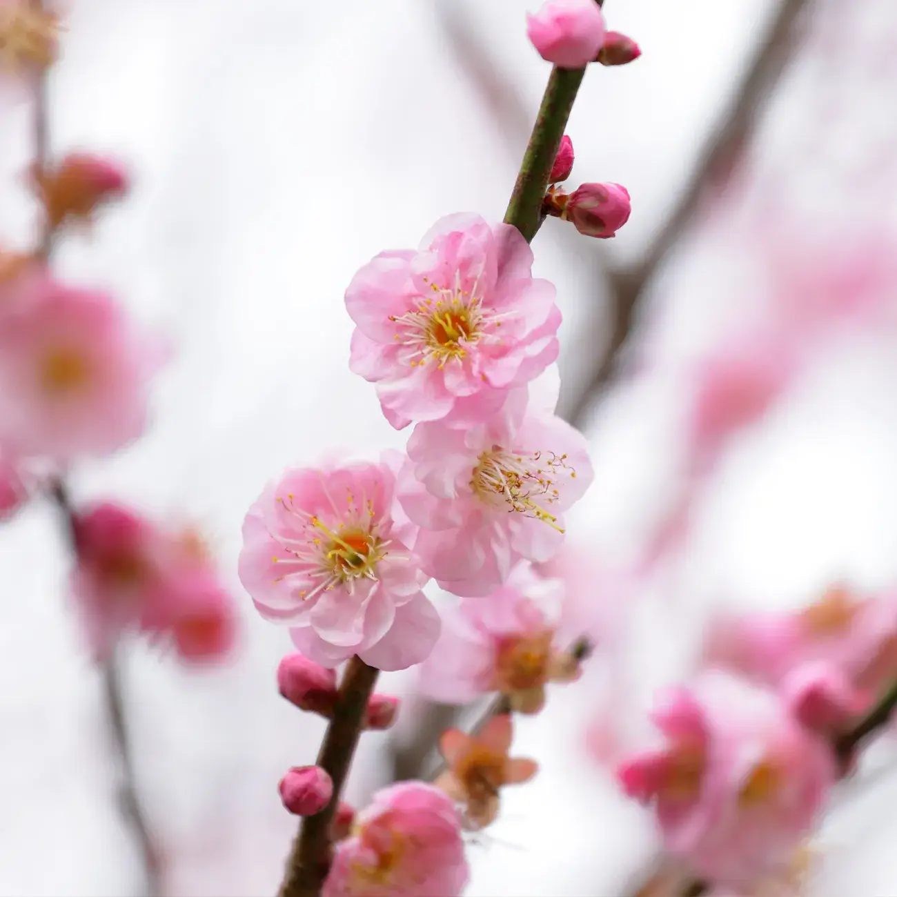 LUMINANTE - Wholesale Jar/Filled Candle - The candle that becomes a plant Cherry Blossom coconut model1