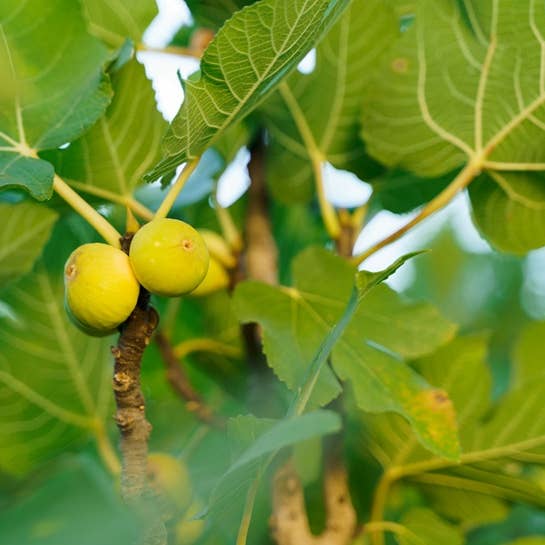 Figarve Wild Dry Figs - Venta al por mayor Fruta deshidratada - FIGARVE BABY CARIA WILD DIMINUTOS HIGOS SECOS: un tesoro culinario7