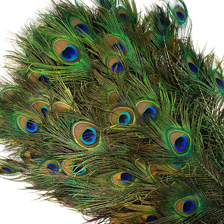 Zucker Feather Products - Wholesale Feathers - Bulk Peacock Tail Eyes Natural 25 to 35 inch1