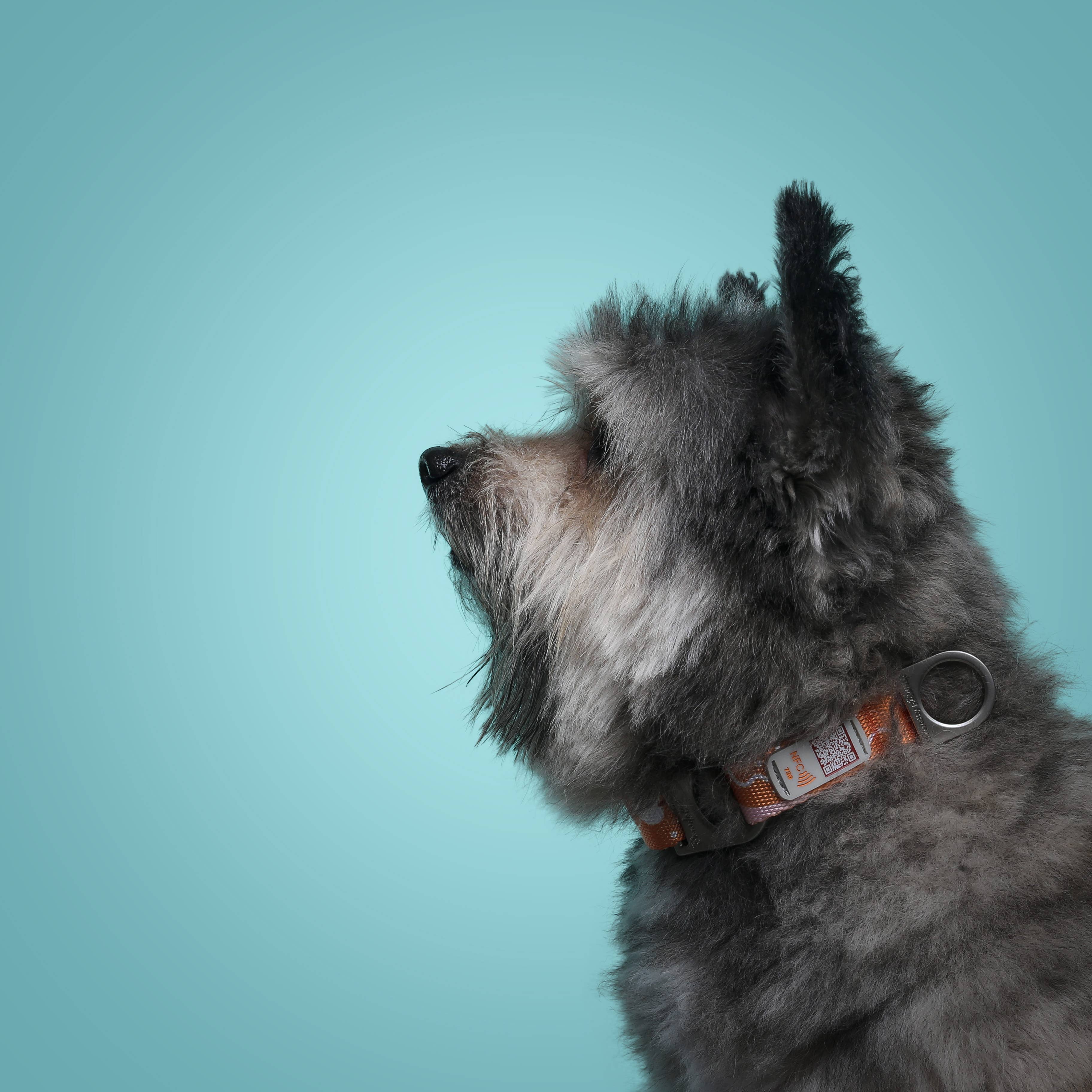 Pawnec - Wholesale Pet Collar - Cat/Dog - NeoCollar12