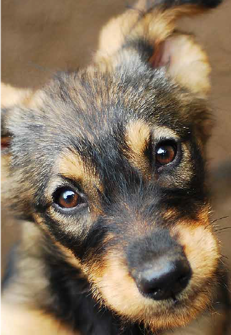 Ancol Pet Products Ltd - Wholesale Pet Harness - Dog - Small Bite Step-in Harness Pink3