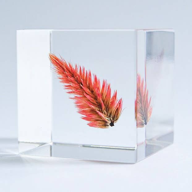 Quail grass for wholesale by Sola cube