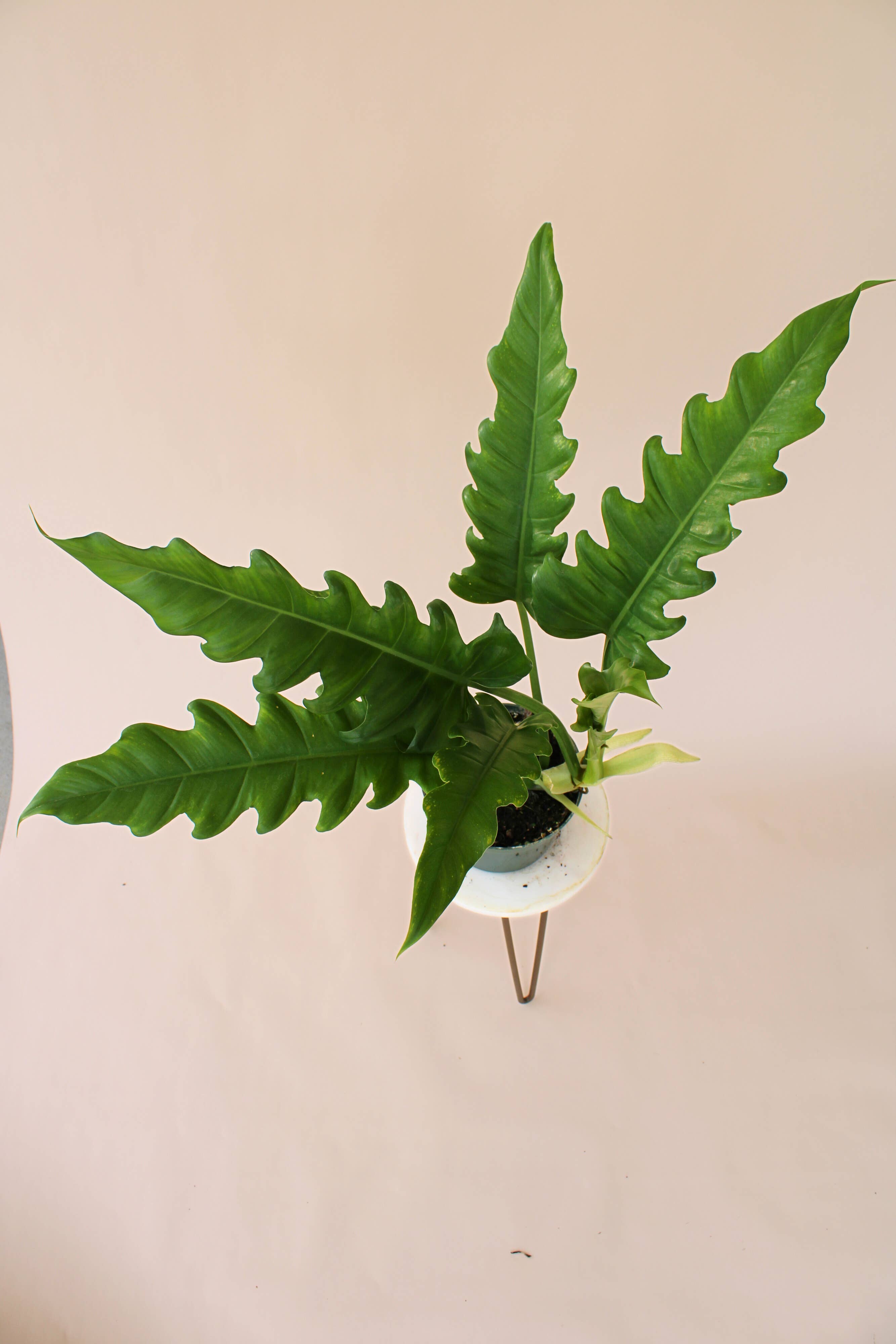 Hidden Valley Ranch & Nursery Inc - Wholesale Live Plant - 6" Jungle Boogie Philodendron2