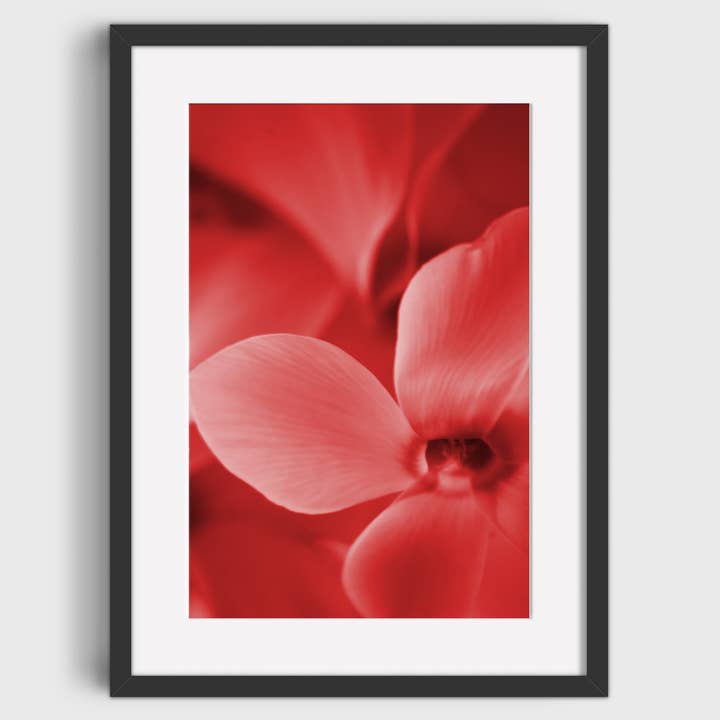 Red Cyclamen Giclée Photo Print, Flower Wall Art for your for wholesale by Echoes & Shadows Photography