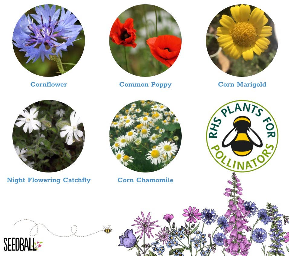 Seedball - Wholesale Plant Seeds - Seedball Wildflower Grab Bags - Annuals Mix4