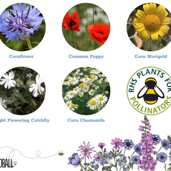 Seedball - Vente Graines de plantes - Sacs à emporter Seedball Wildflower - Annuals Mix4