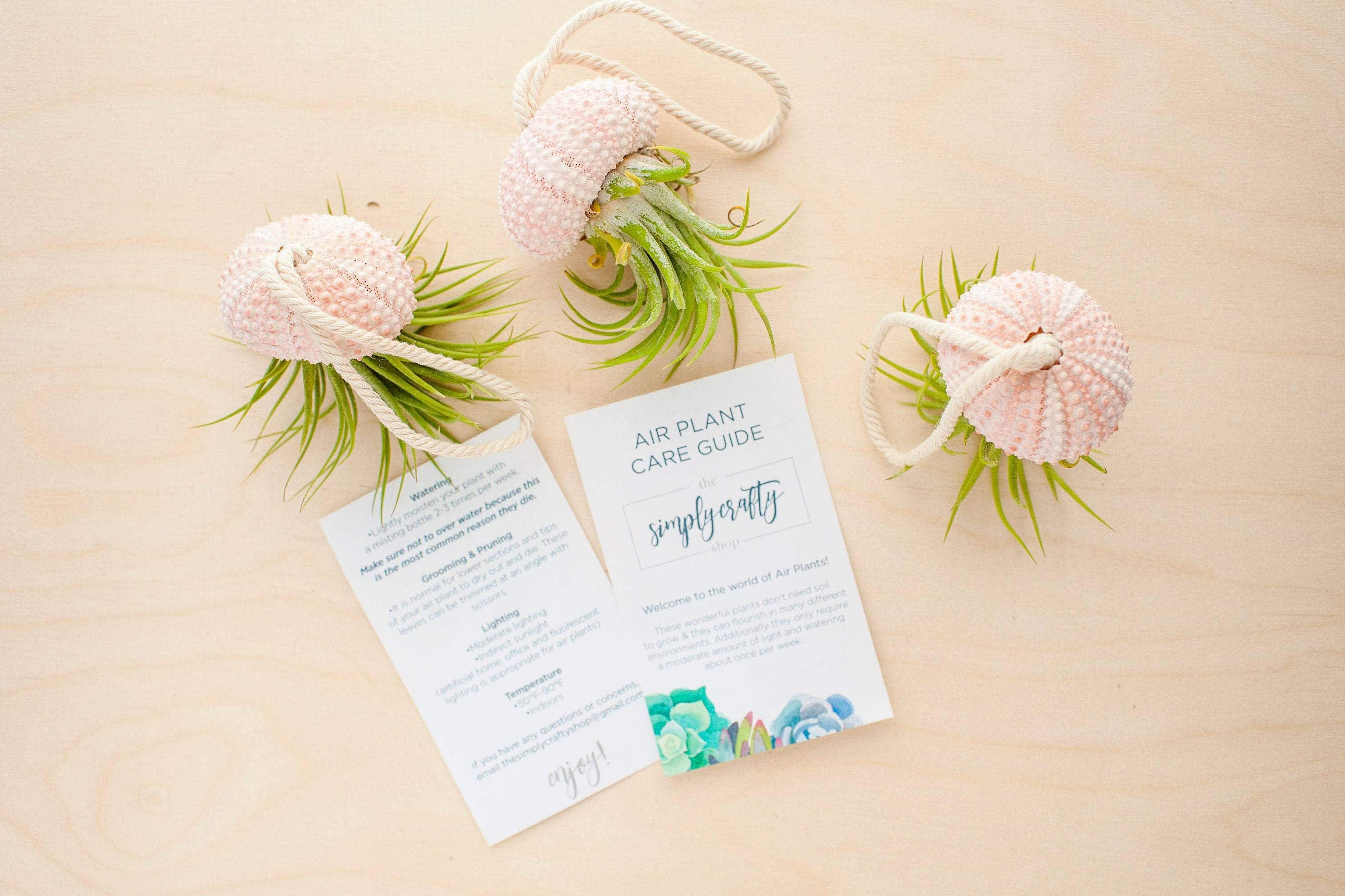 The Simply Crafty Shop - Wholesale Live Plant - Air Plant Jelly Fish on Rope6