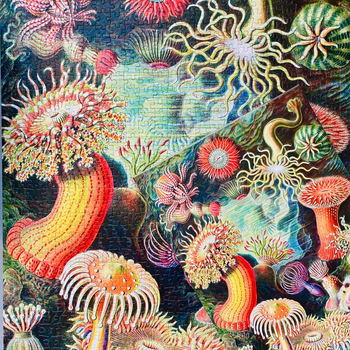 Penny Puzzle - Wholesale Puzzle - Adult - Sea Anemones 1000 piece Vintage jigsaw puzzle3