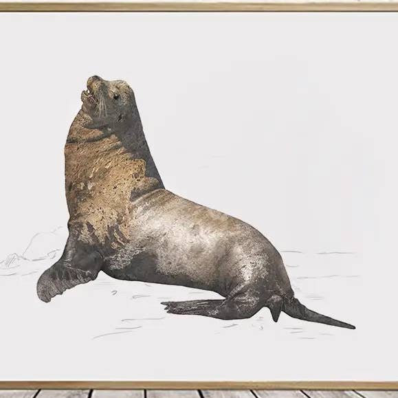 California Sea Lion - Print A2/A1 (landscape) for wholesale by Hidden Planet