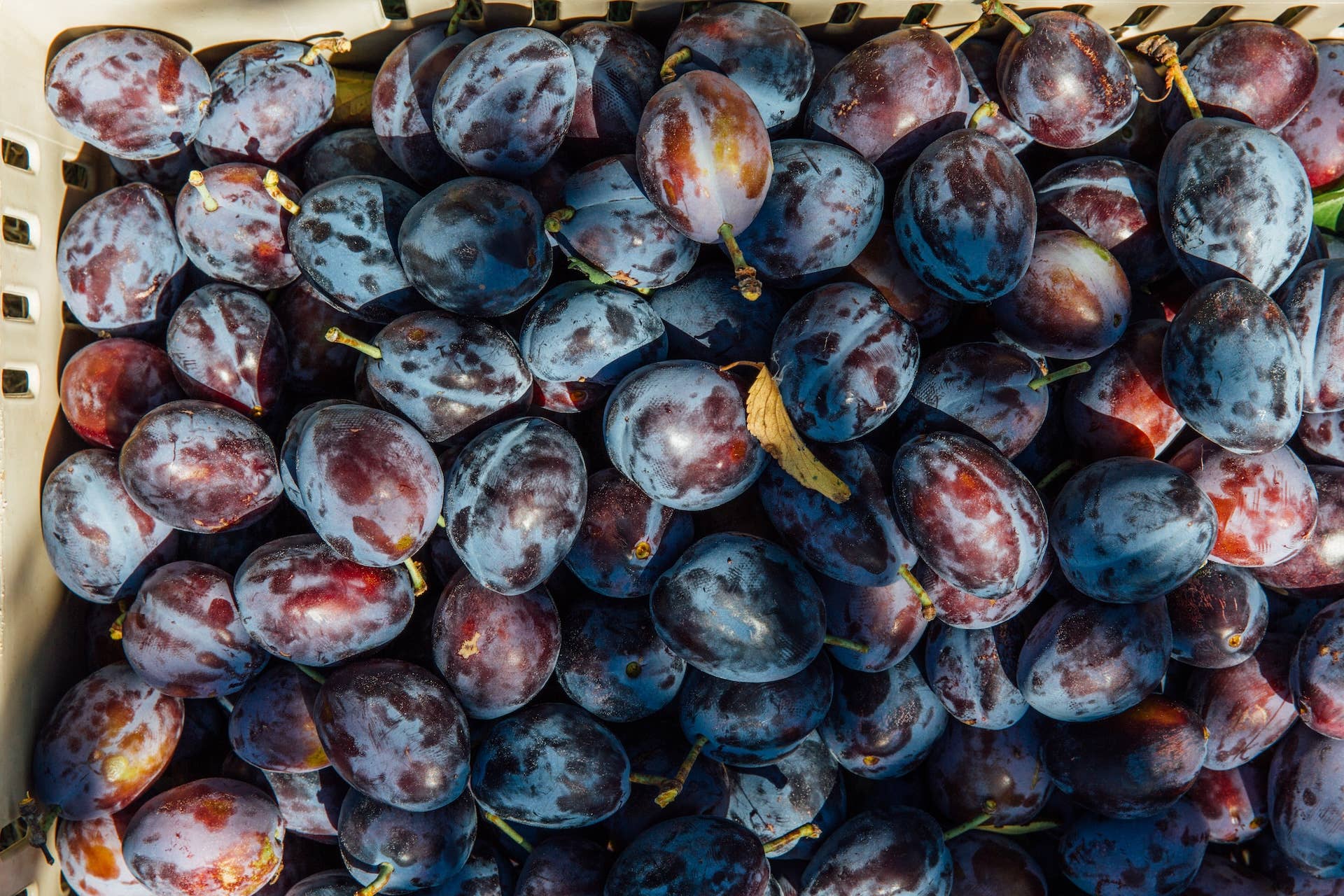 Girl Meets Dirt - Vente Conserve de fruits - Préserve de coupe de prune italienne 4.5oz7