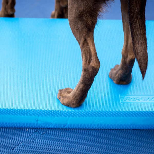 FitPAWS - Wholesale Pet Toy - Dog - FitPAWS® Balance Pad1