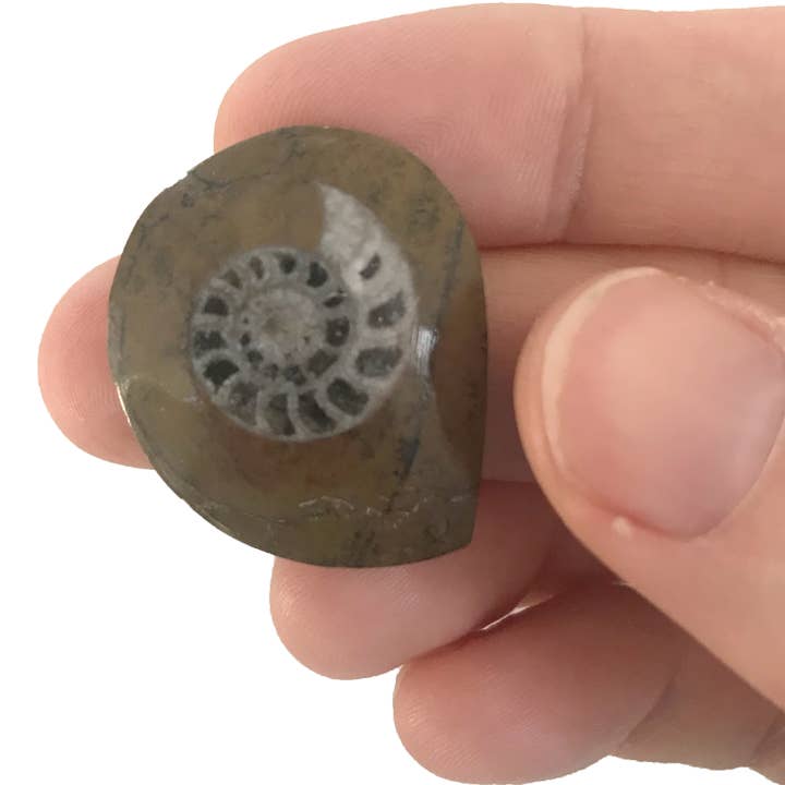Copernicus Toys - Wholesale Decorative Tabletop Object - Ammonite |
Compact Curiosities Ammonite Fossil1