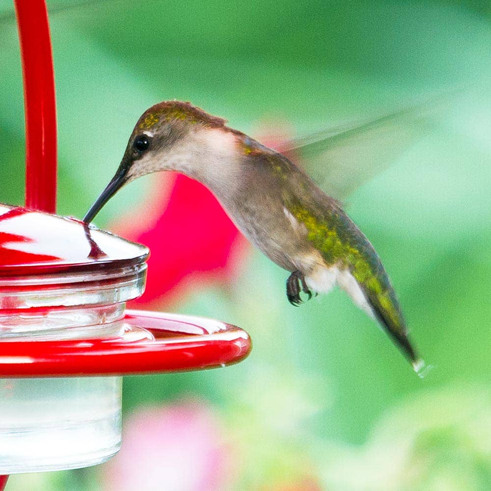 Couronne Co. - Wholesale Bird Feeder - Mosaic Birds Hummble Bold Hummingbird Feeder Red2