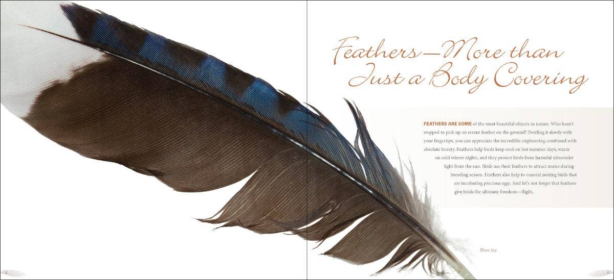 AdventureKEEN - Wholesale Nature & Outdoors - Feathers - A Coffee Table Book by Stan Tekeila1