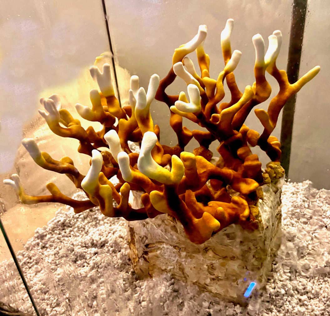 Midwest Grow Kits – wholesale DIY craft kit – Antler Reishi Liquid Culture Syringe (10cc)2