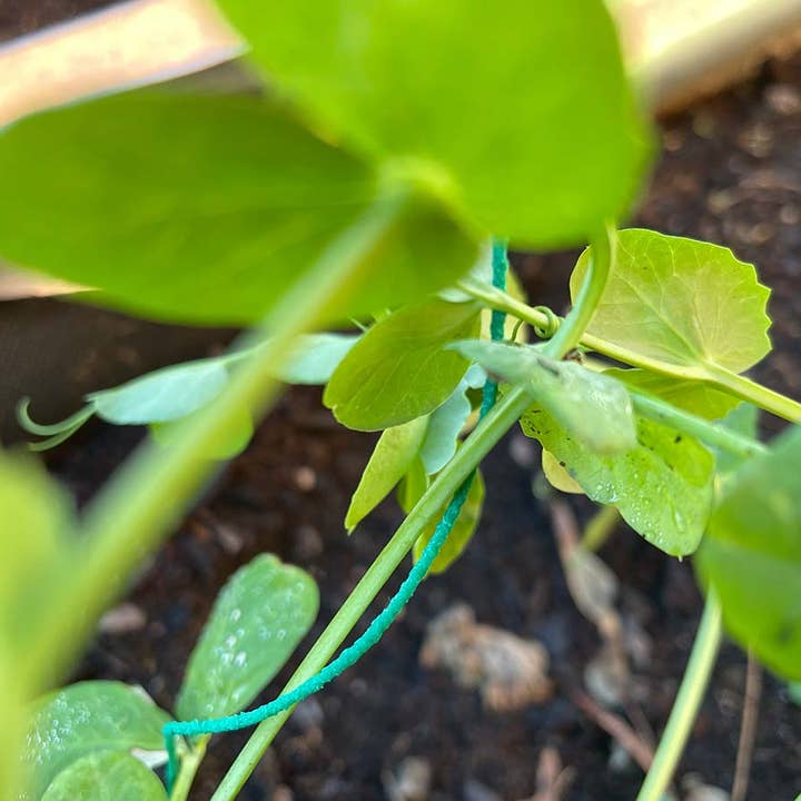 JARDIN Y NATURA OUTDOOR & GARDEN PRODUCTS SL - Wholesale Garden Tool - Rugged tie for climbing plants 50 meters - Trepatie1