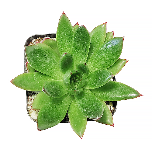 Best Plant Friend - Wholesale Succulent - Echeveria Agavoides Christmas  Live Succulent in 2in/4in Pot7