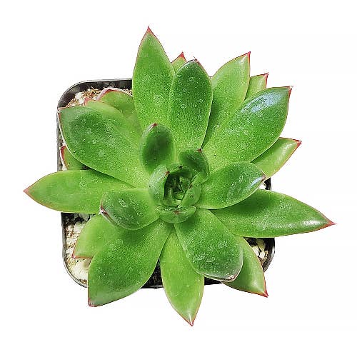 Best Plant Friend - Wholesale Succulent - Echeveria Agavoides Christmas Live Succulent in 2in/4in Pot7