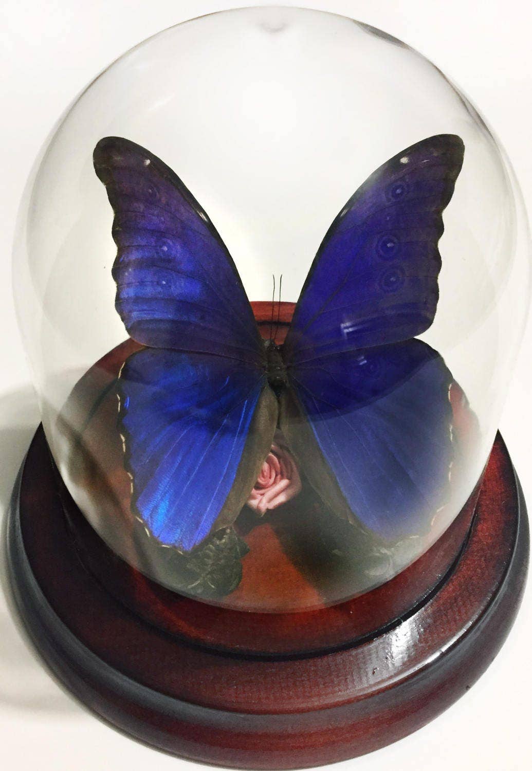 Newman Art Designs - Wholesale Decorative Tabletop Object - Beautiful Blue Morpho Didius Butterfly in Dome Insect Decoration Home Decor Art Taxidermy Real Bug Artistic Beauty House4