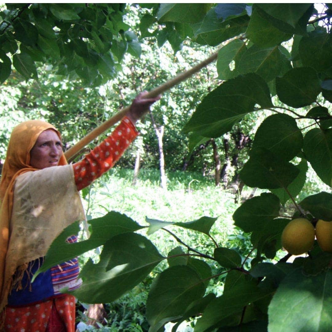 WOO World of Oils - Vente Huile pour le bain/corps - Bleuet + Huile d'Abricot, 100% Bio9