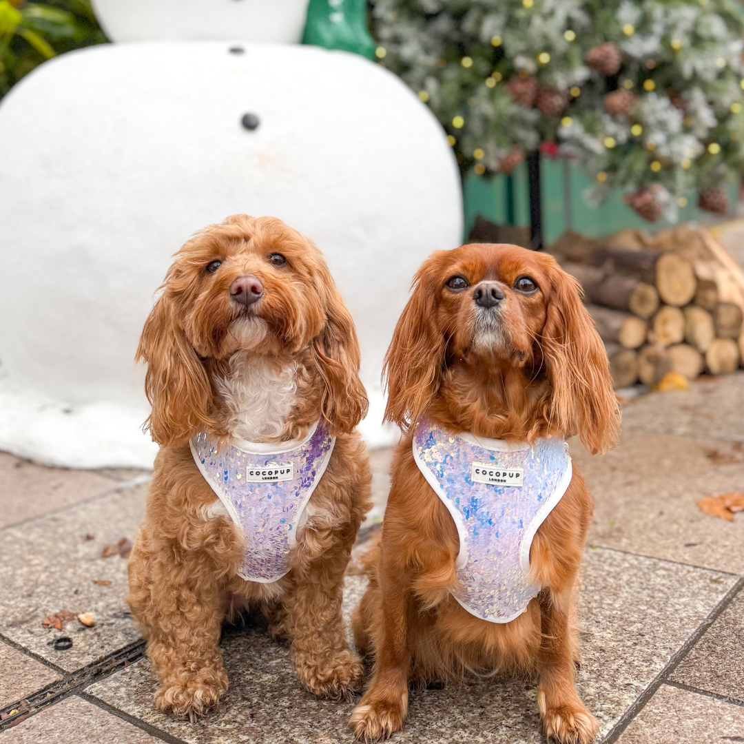 Cocopup London - Vendita all'ingrosso Pettorina - Cani - Imbracatura LUXE Party con Paillettes Olografiche26