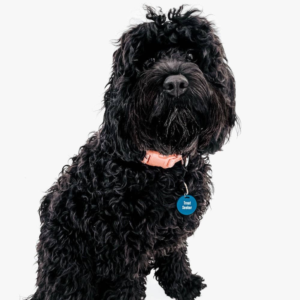 Pretty Simple - Wholesale Pet Identification Tag - Cat/Dog - Gus & Co - Dog Tag and Keychain Set Wholesale2