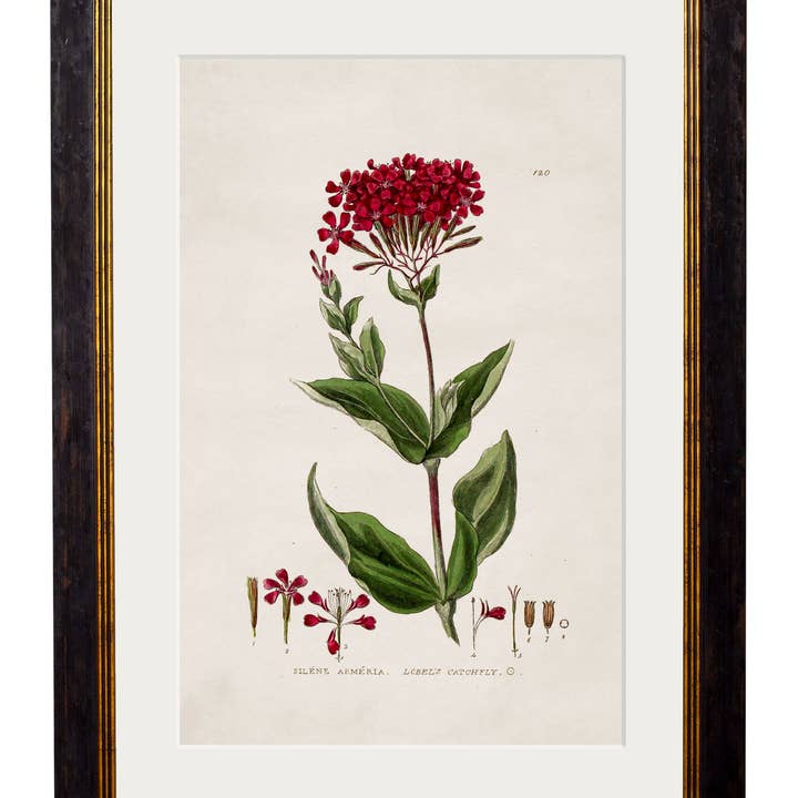 T A Interiors Wall Art & Mirrors – wholesale Gallery wall set – c.1837 British Flowering Plants2