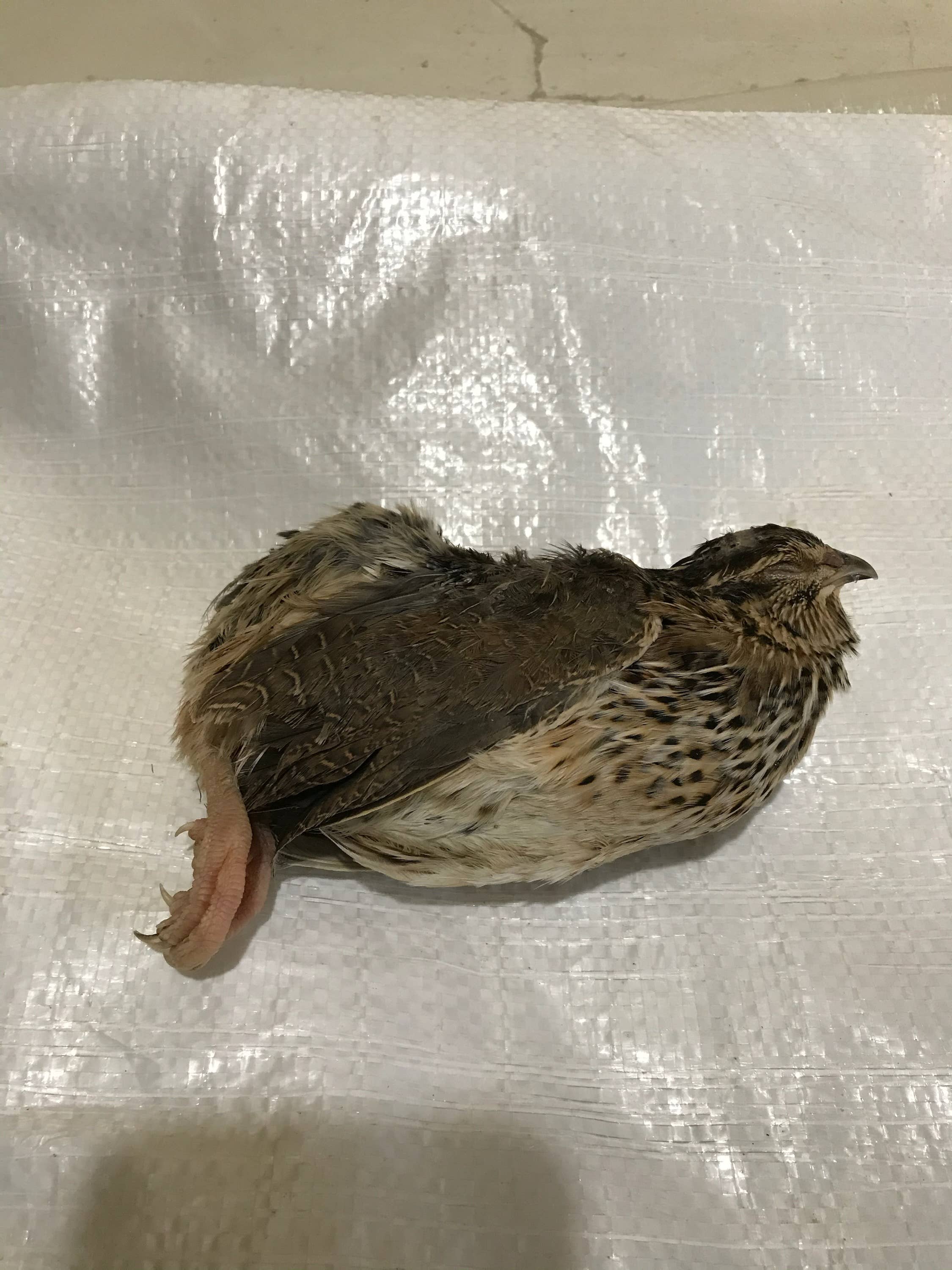 What the raw - Wholesale Pet Treats - Dog - Quail ( Adult ) with Feathers DEHYDRATED0