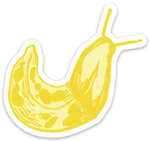 Pier Six Press - Wholesale Sticker - Banana Slug - Vinyl Sticker1