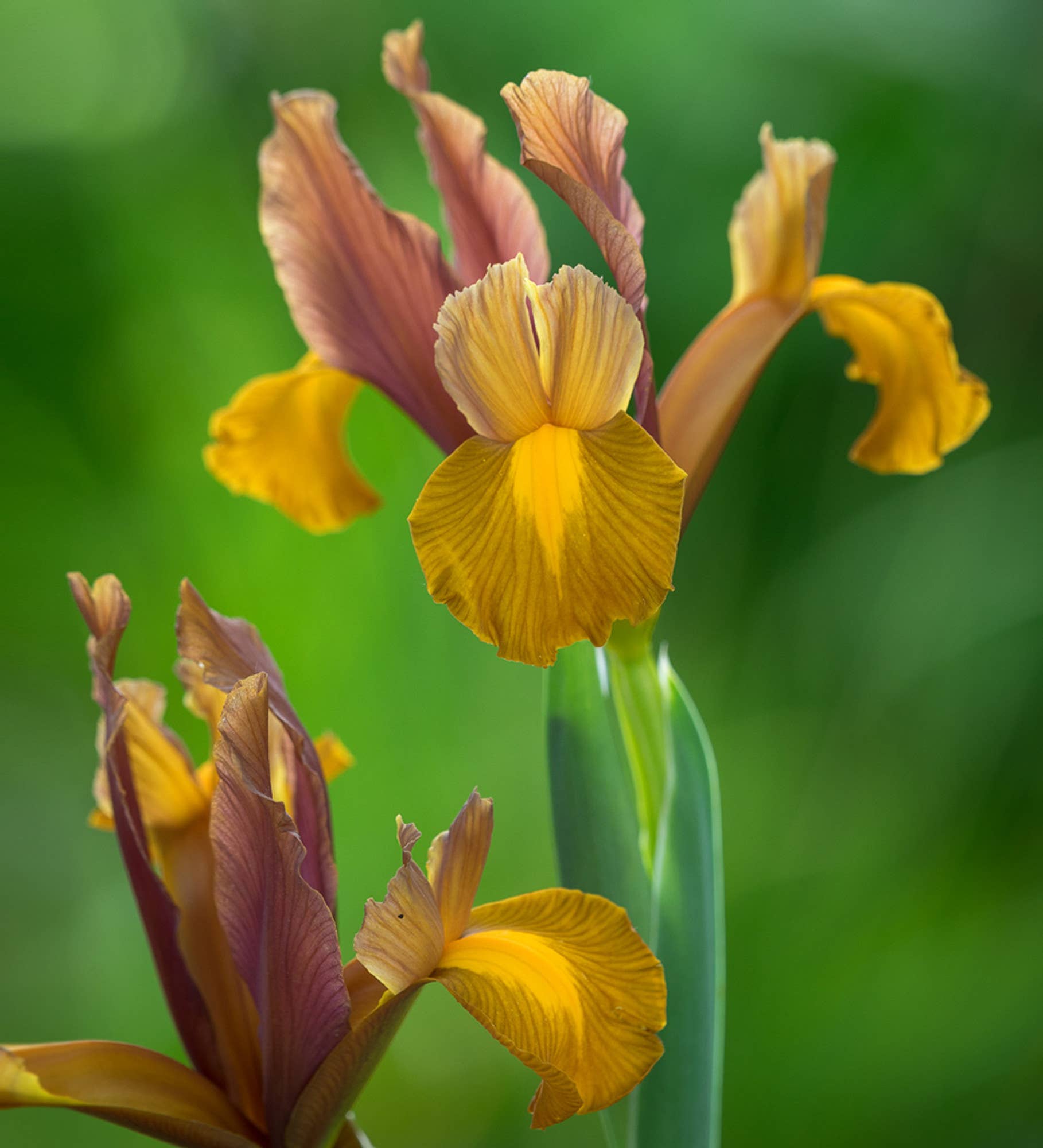 Thorsen's Greenhouse - Wholesale Live Plant - Dutch Iris 'Lion King' Bulbs - Perennial