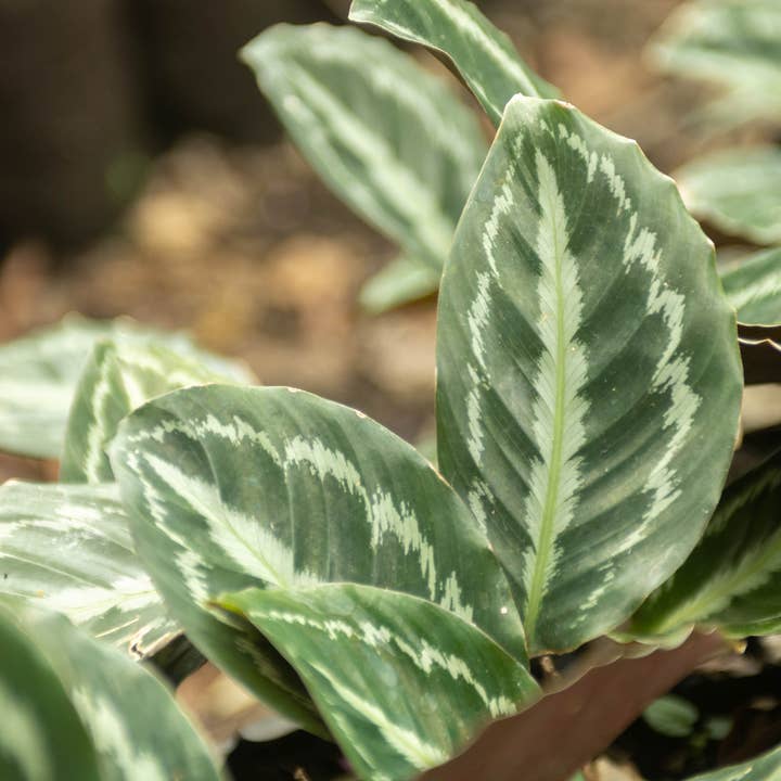 Air Plant Shop - Wholesale Live Plant - Calathea 'Prayer Plants' Roseopicta Medallion Rooted Cutting2