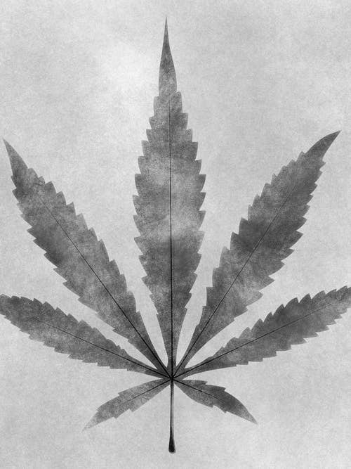 Marijuana Charcoal Sketch Weed Art Poster for wholesale by Keep Calm Collection