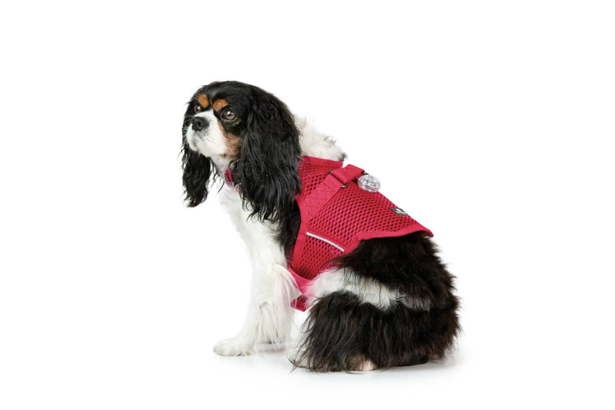 Sleepypod - Wholesale Pet Harness - Dog - Martingale Calming Harness for dogs6