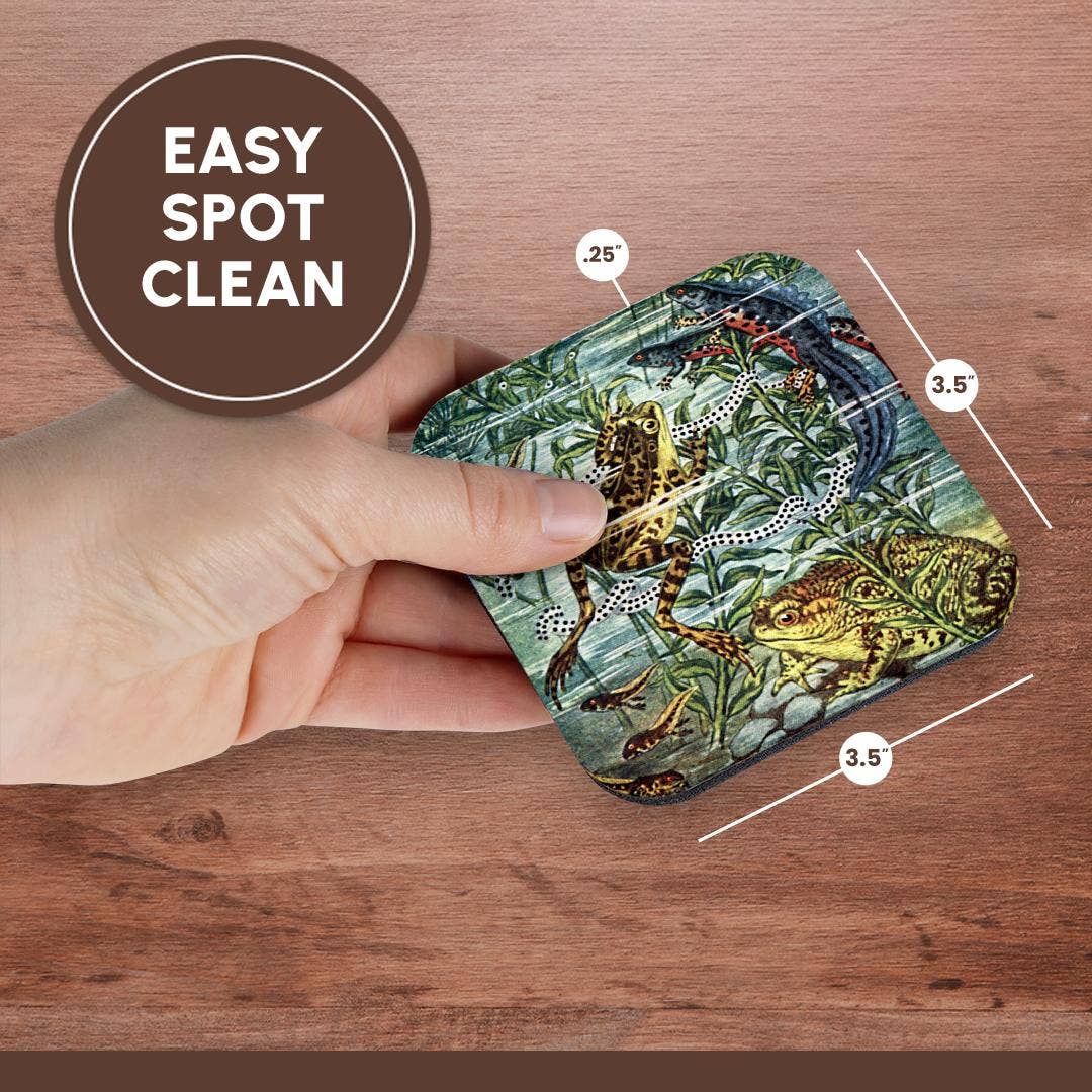 3dRose - Wholesale Onderzetters - 3dRose, Kikker Padden Salamanders en Kikkervisjes Antieke Vintage Zoölogie Illustratie Kunst, Onderzetter13