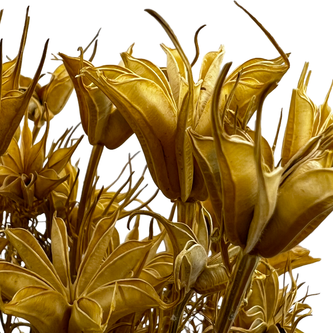 2626 Designs - Wholesale Dried/Pressed Flowers - Dried Octagon Flower, Nigella Orientalis-Love in a Mist, 24"19