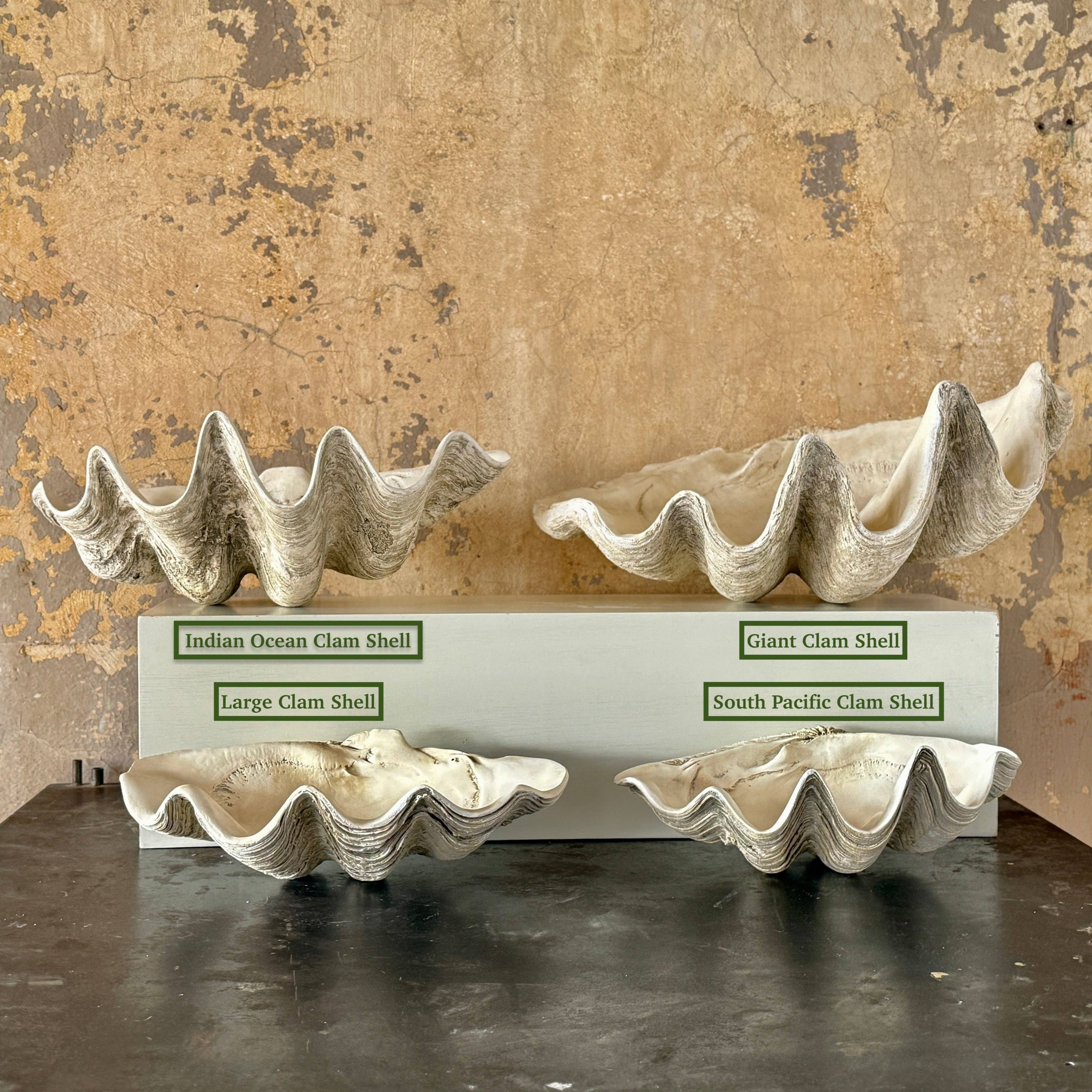 House Parts, Inc. - Wholesale Decorative Tabletop Object - South Pacific Clam Shell12