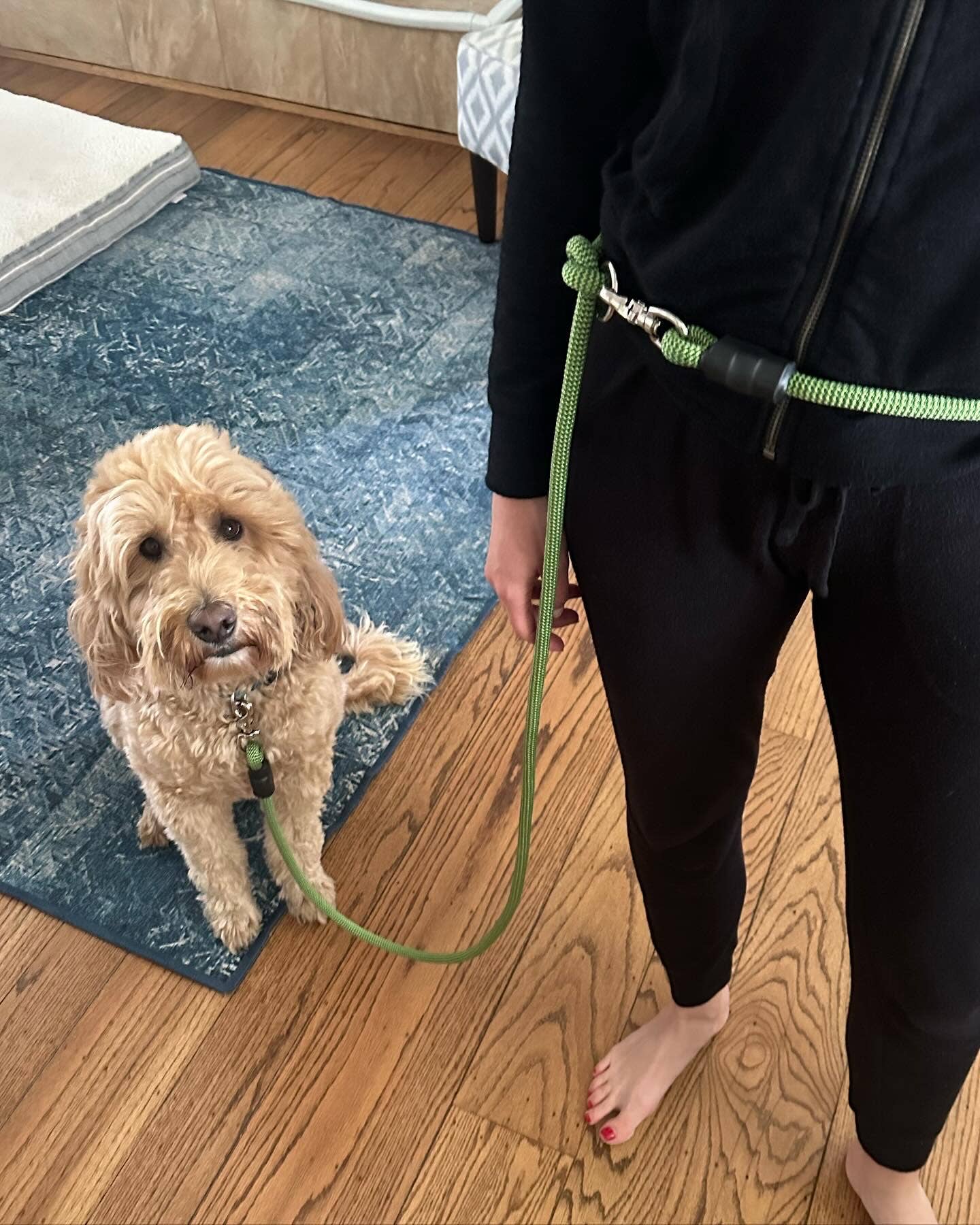 Upcycled Adventure - Wholesale Pet Leash - Dog - Assorted - Handsfree Professional Climbing Rope Dog Leashes1