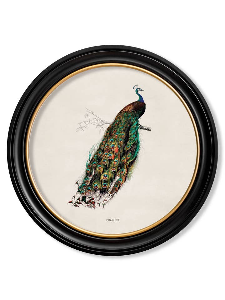 c.1847 Peacock in Round Frame for wholesale by T A Interiors Wall Art & Mirrors