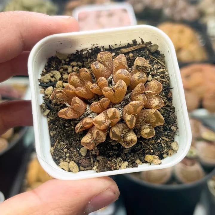 Secret Succulent Garden - Wholesale Succulent - Conophytum pellucidum "cross medal" Cluster /small plant3