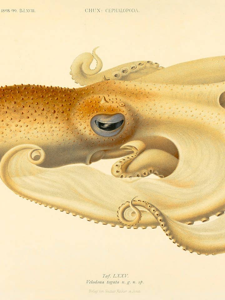 Octopus - Die Cephalopod - 1915 - Plate 75 for wholesale by Print Collection