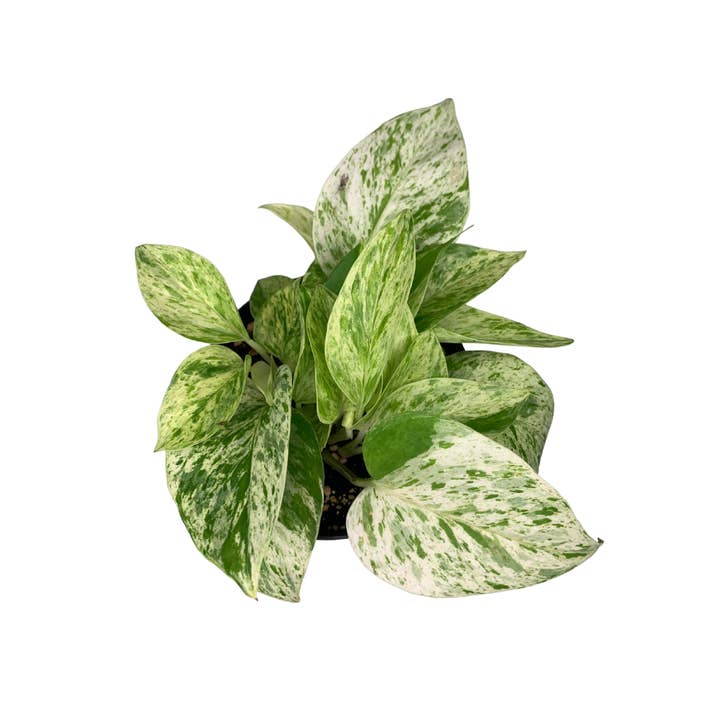 Flow State - Wholesale Live Plant - 4" Marble Queen Pothos (Epipremnum aureum 'Marble Queen')1
