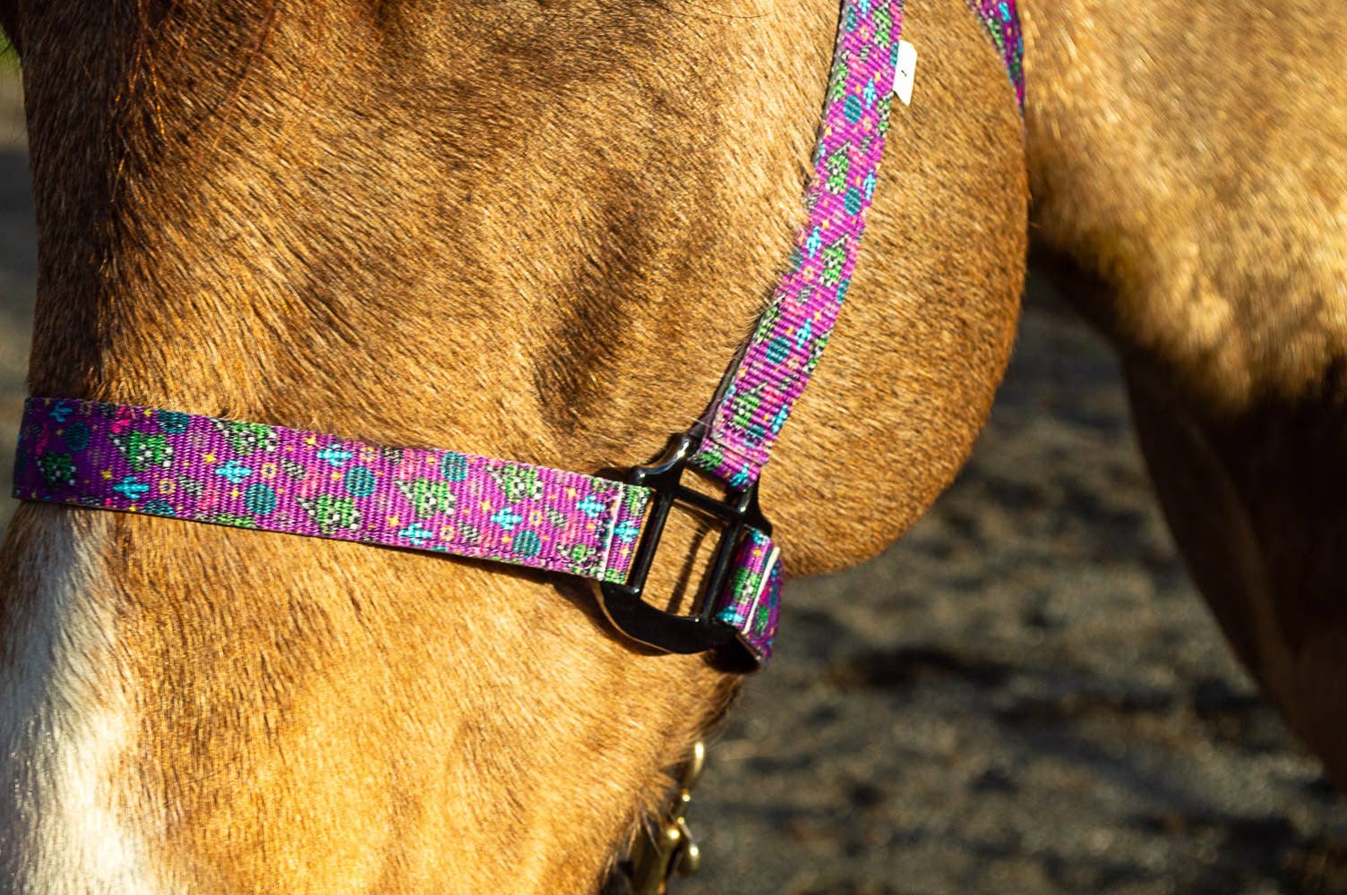 Schulz Equine - Wholesale Horseback Riding Gear - Nylon Halter - Horse Size8