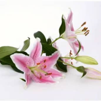 LeDeSaRa Lifestyle – Engroshandel Kunstige blomster – Friske afskårne liljer