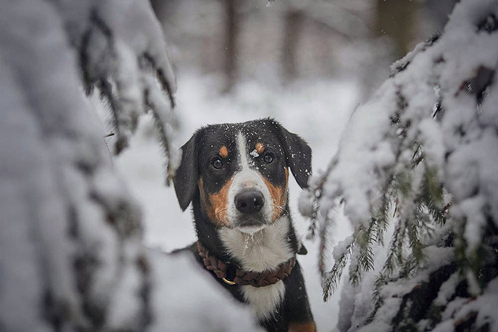 ammi for Dogs – Engroshandel Halsbånd - Hund – Flettet tykt læderhalsbånd8