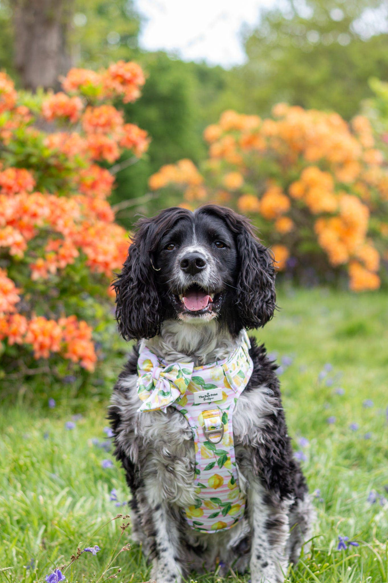 The Paw Print Boutique – wholesale Pet bow tie – Dog – La Dolce Vita Bow Tie4