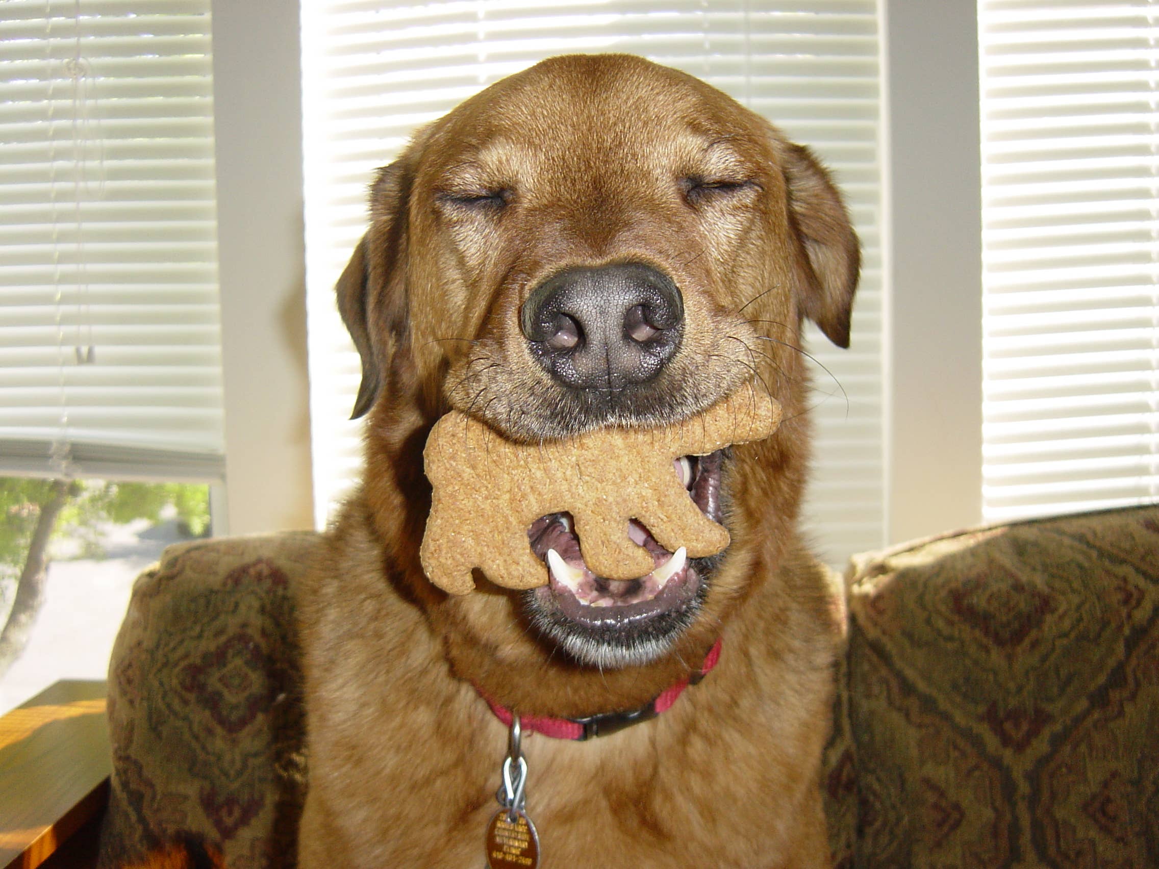 North Woods Animal Treats and Gifts - Wholesale Pet Treats - Dog - Display Crate REFILL(no crate)36 Cookies-Peanut Butter Bear6