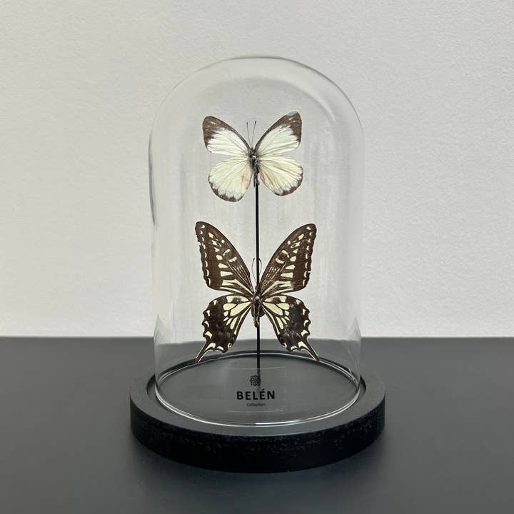Belén Collection - Wholesale Decorative Tabletop Object - Small bell 2 butterflies Xuthus and Delias Dorylaea0