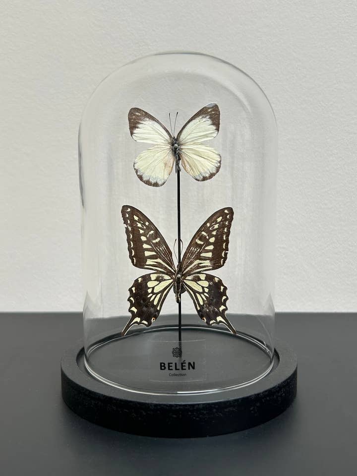 Small bell 2 butterflies Xuthus and Delias Dorylaea for wholesale by Belén Collection